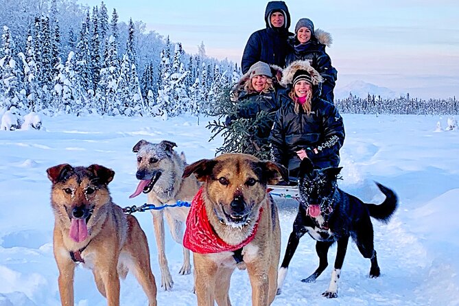 Dog Sledding Adventure in Willow, Alaska - Price and value: what $175 includes, and why the small group matters