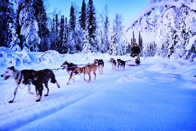 Dog Sledding and Mushing Experience in North Pole - Price and Value in North Pole Winter Time
