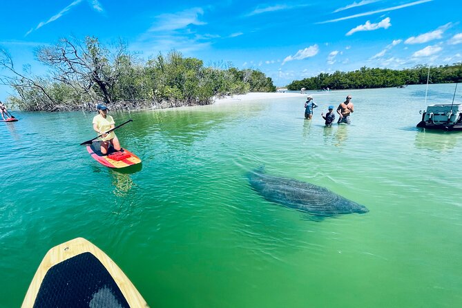 Dolphin and Manatee Adventure Tour of Fort Myers - How manatees and dolphins fit into a 2-hour schedule
