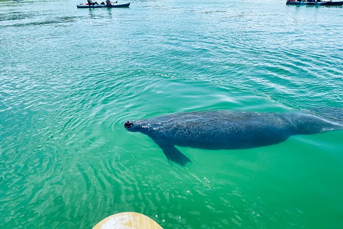 Dolphin and Manatee Adventure Tour of Fort Myers - The guide factor: Eric’s role in what makes it work