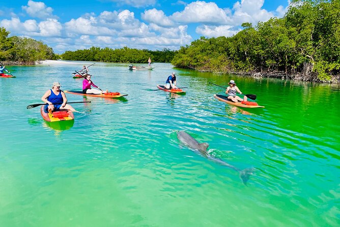 Dolphin and Manatee Adventure Tour of Fort Myers - The paddle route vibe: mangroves, birds, and real-water conditions