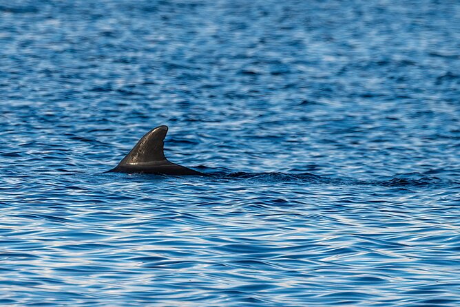 Dolphin and Nature Sunset Cruise from Orange Beach - What the Cruise Feels Like for Families, Couples, and Solo Visitors
