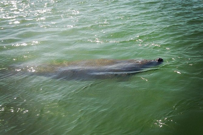 Dolphin and Shelling Cruise for up to 12 people - Check-in at Goodland and getting to the boat without stress