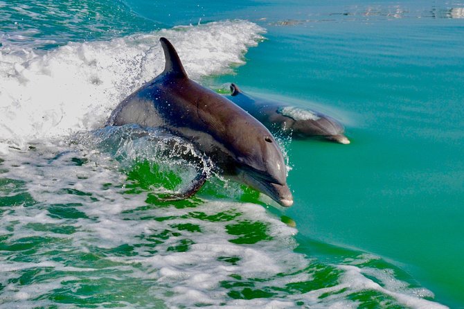 Dolphin and Shelling Cruise for up to 12 people - The mangroves and shallow channels: where the time goes
