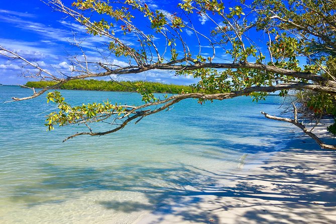 Dolphin and Shelling Cruise for up to 12 people - The beach stop on a boat-only barrier island