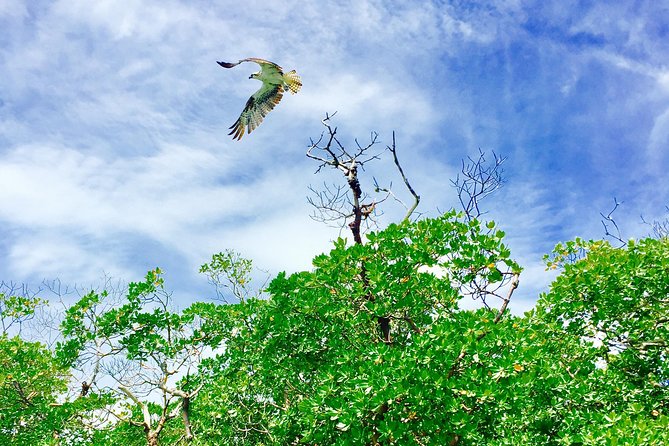 Dolphin and Shelling Cruise for up to 12 people - Wildlife spotting that actually has a plan