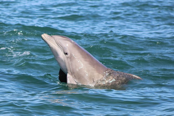 Dolphin and Wildlife Adventure of St. Augustine - The route that turns landmarks into real viewpoints