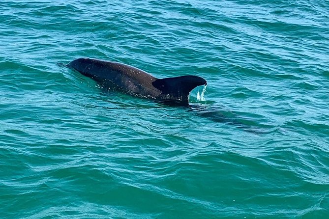 Dolphin Cruise in Destin FL - Value for $37 in Destin, and the Small Extras to Plan For