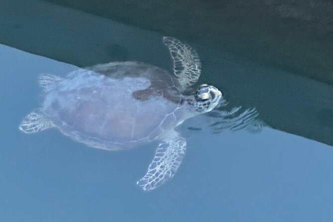 Dolphin, Manatee and SeaTurtle SUP Adventure Tour of St Augustine - St Augustine on water, in about two hours