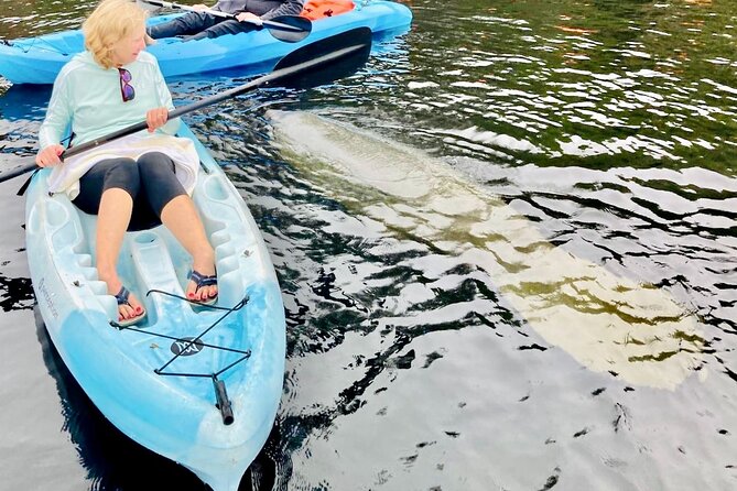 Dolphin, Manatee and SeaTurtle SUP Adventure Tour of St Augustine - What the price covers, and why it’s decent value