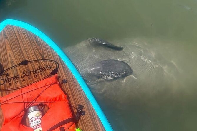 Dolphin, Manatee and SeaTurtle SUP Adventure Tour of St Augustine - SUP or kayak: how to decide without overthinking