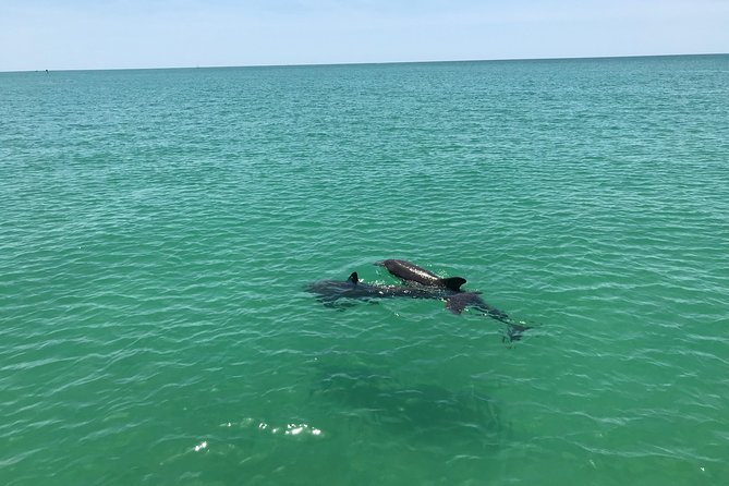 Dolphin Shelling Snorkeling Cruise in Tampa - How the day actually works: Madeira Beach to Shell Key Preserve