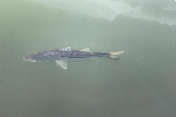 Dolphin Shelling Snorkeling Cruise in Tampa - Shelling and wildlife spotting at Shell Key: what you can expect