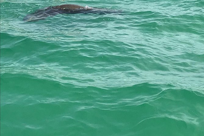 Dolphin Shelling Snorkeling Cruise in Tampa - Snorkeling gear is included, but water clarity decides everything