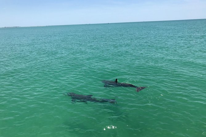 Dolphin Shelling Snorkeling Cruise in Tampa - What’s included, what’s not, and what to pack
