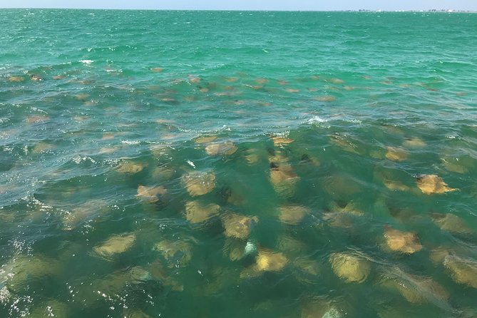Dolphin Shelling Snorkeling Cruise in Tampa - Price and value: is $66.57 per person a good deal?