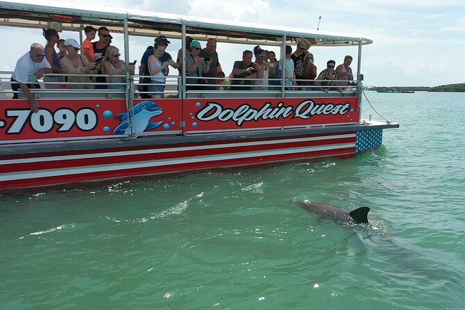 Dolphin Watching/Eco Cruise, John's Pass, Madeira Bch, FL - Key highlights to know before you go