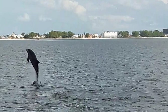 Dolphin Watching/Eco Cruise, John's Pass, Madeira Bch, FL - What You’ll See on the Water: Bottlenose Dolphins and Local Wildlife
