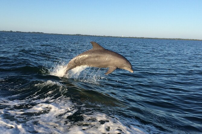 Dolphin Watching Nature Cruise and Eco Tour from Hubbard's Marina in John's Pass - Key Highlights You Will Feel Right Away