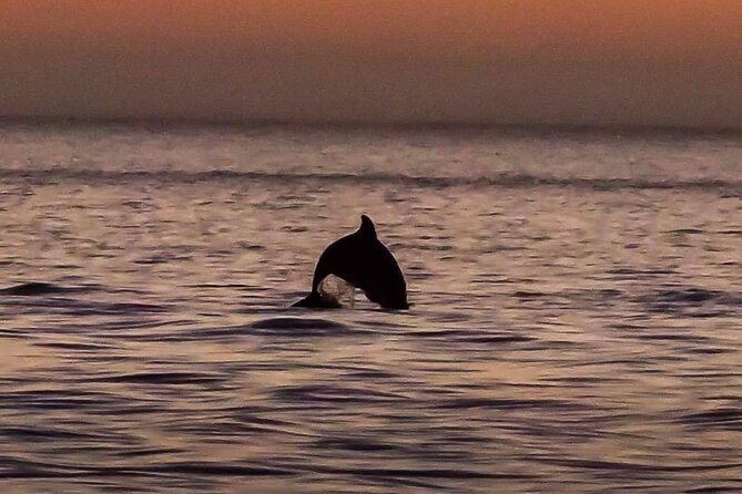Dolphin Watching Nature Cruise and Eco Tour from Hubbard's Marina in John's Pass - Price, What’s Included, and How to Think About Value