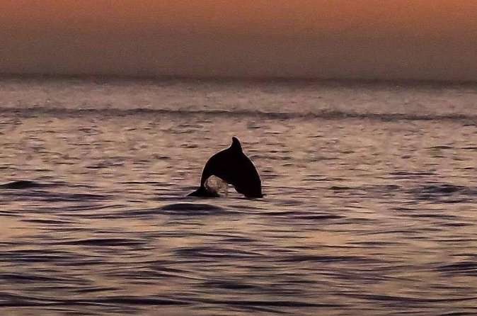 Dolphin Watching Nature Cruise and Eco Tour from Hubbard's Marina in John's Pass - The Guide Factor: Captains, Humor, and Dolphin-Spotting Effort