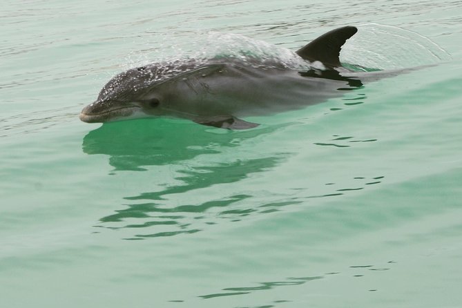 Dolphin-Watching Speedboat Cruise in Destin Harbor - Who this tour is for, and who might prefer something else