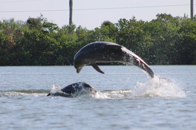 Easy Ride Pedal Kayak Tour Marco Island & Naples (Pedal or Paddle - Capri Paddlecraft Park check-in and what to expect before you go