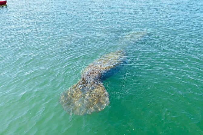 Easy Ride Pedal Kayak Tour Marco Island & Naples (Pedal or Paddle - Wildlife chances: dolphins, manatees, birds, and small sea life