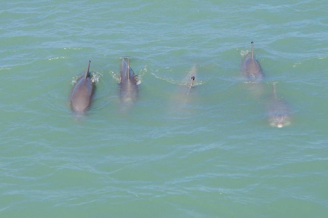 Eco and Dolphin Watch Tour of South Padre Island - Key things to know before you go