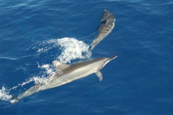 Eco and Dolphin Watch Tour of South Padre Island - Dolphins in pods: how to spot Atlantic bottlenose