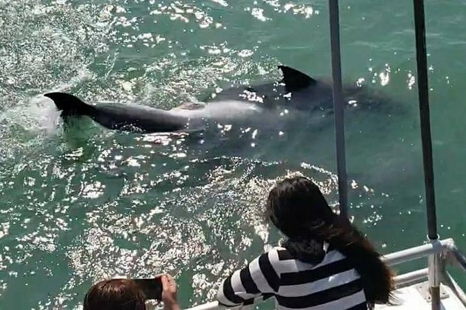 Eco and Dolphin Watch Tour of South Padre Island - Crew commentary that turns spotting into learning