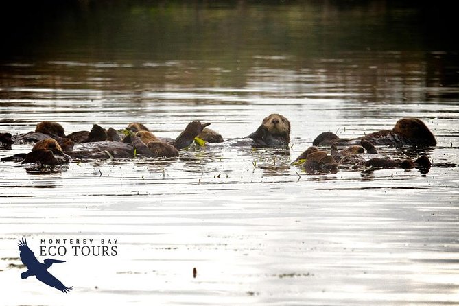Elkhorn Slough Wildlife Tour - Elkhorn Slough Wildlife Tour, Moss Landing in 90 Minutes