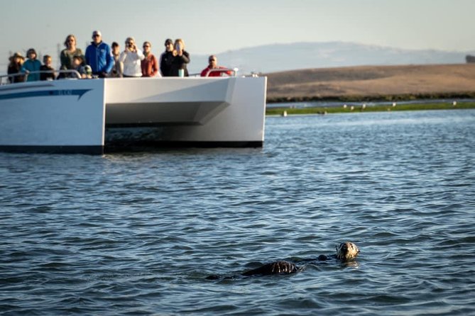 Elkhorn Slough Wildlife Tour - Price and Value: Is $45 Worth It?