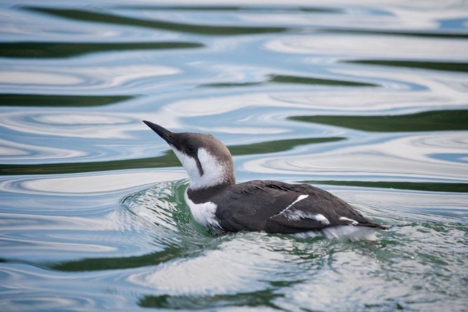 Elkhorn Slough Wildlife Tour - Should You Book the Elkhorn Slough Wildlife Tour?