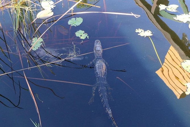 Everglades Airboat Safari Adventure with Transportation - Airboat Safari Value From Miami Beach, For About $35