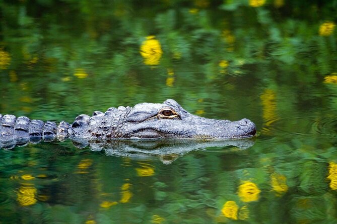 Everglades Airboat Safari Adventure with Transportation - The Swamp Speed Part: What the 40-Minute Airboat Ride Feels Like