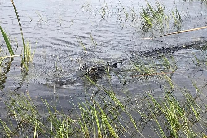 Everglades Airboat Safari Adventure with Transportation - Comfort, Safety, and Practical Tips That Save Your Day