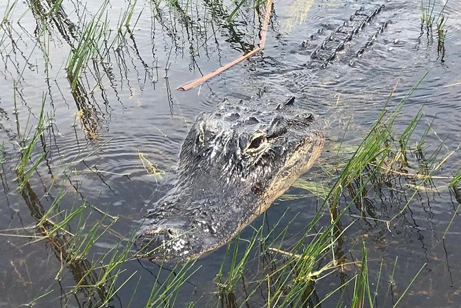 Everglades Airboat Safari Adventure with Transportation - Price vs Reality: Is It Worth $35?