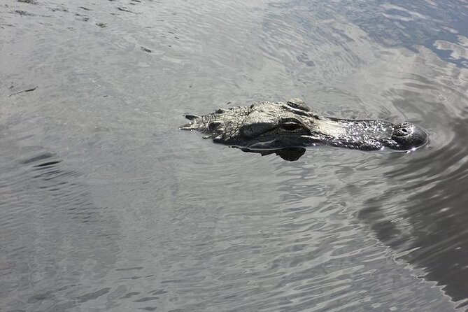 Everglades Airboat Tour from Fort Lauderdale with transportation - Why This Fort Lauderdale Airboat Tour Feels Easier