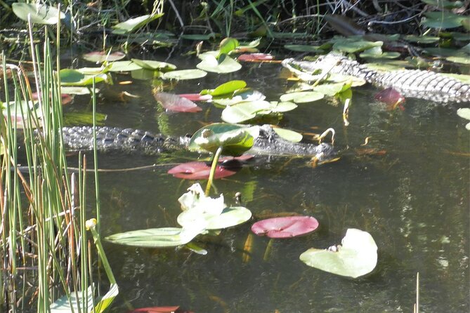 Everglades Airboat Tour from Fort Lauderdale with transportation - FAQ