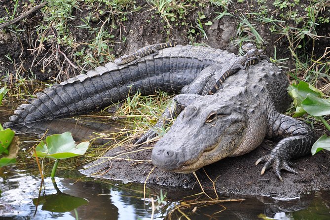 Everglades Airboat, Wildlife Show, and Roundtrip Bus From Miami - Getting organized at the park, then using your free time wisely