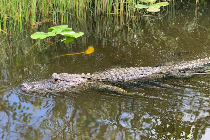 Everglades Airboat, Wildlife Show, and Roundtrip Bus From Miami - The wildlife show: quick, fun, and sometimes a little short