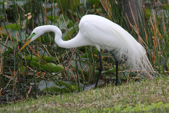 Everglades Day Safari from Fort Myers/Naples Area - Smallwood Store Boat Tour: Ten Thousand Islands and Dolphin-Spotting Speed