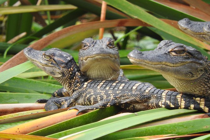 Everglades Day Safari from Fort Myers/Naples Area - Fakahatchee Strand Preserve Walk: Ancient Cypress and a Gator Hole