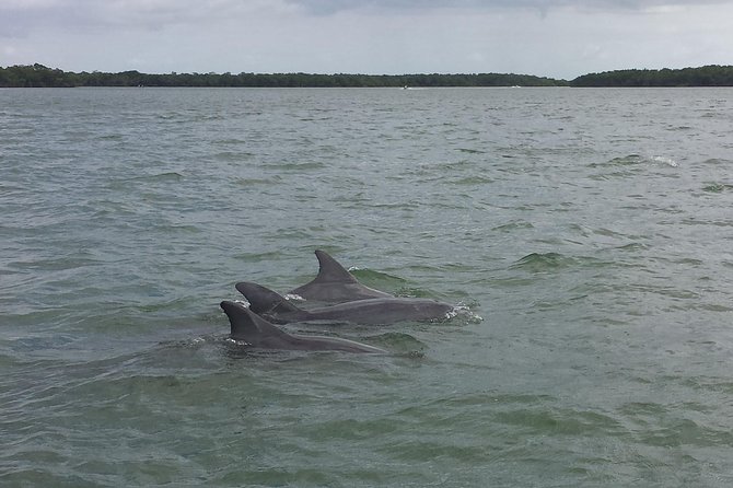 Everglades Day Safari from Fort Myers/Naples Area - The Guide Makes the Whole Day Click