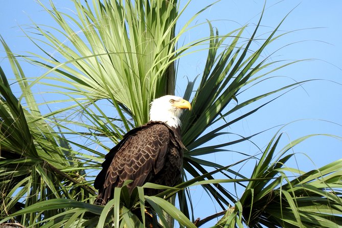 Everglades Day Safari from Ft Lauderdale - Nature Walk Under Towering Bald Cypress Trees