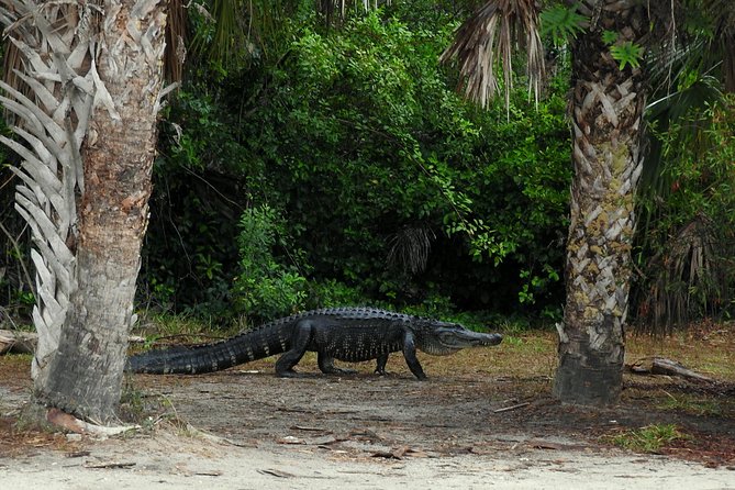 Everglades Day Safari from Ft Lauderdale - Miccosukee Indian Village: Sawgrass Culture on a Chickee Island