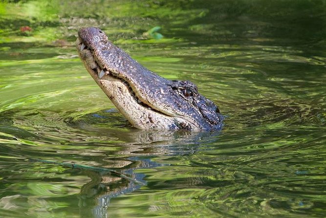 Everglades Day Safari from Ft Lauderdale - Lunch at Island Cafe, Plus the Bonus of Alligator Appetizers