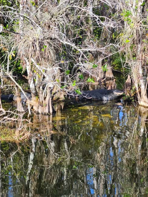 Everglades Eco Airboat Small-Group Tour & 2 Private Islands - Who This Tour Fits Best, and Who Might Want to Skip It