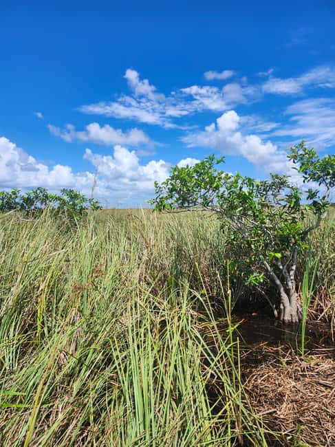 Everglades Eco Airboat Small-Group Tour & 2 Private Islands - Luxury Pickup First: Getting to the Everglades Without the Stress